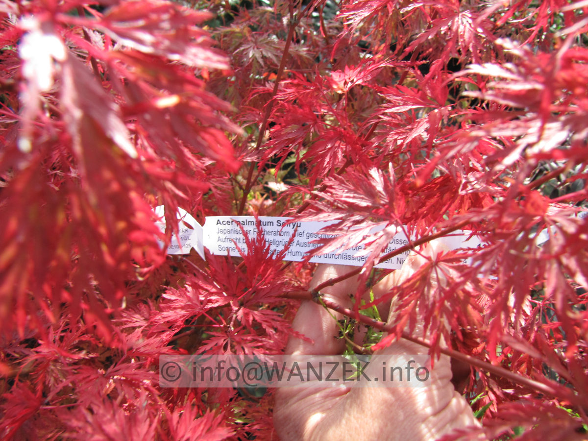 Acer palmatum Seiryu - Herbst 1b.JPG
